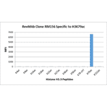 Multiplex Immunoassay - Anti-Histone H3 (acetyl Lys79) Antibody [RM156] (A121230) - Antibodies.com