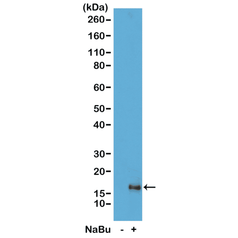 Western Blot - Anti-Histone H3 (acetyl Lys79) Antibody [RM156] (A121230) - Antibodies.com