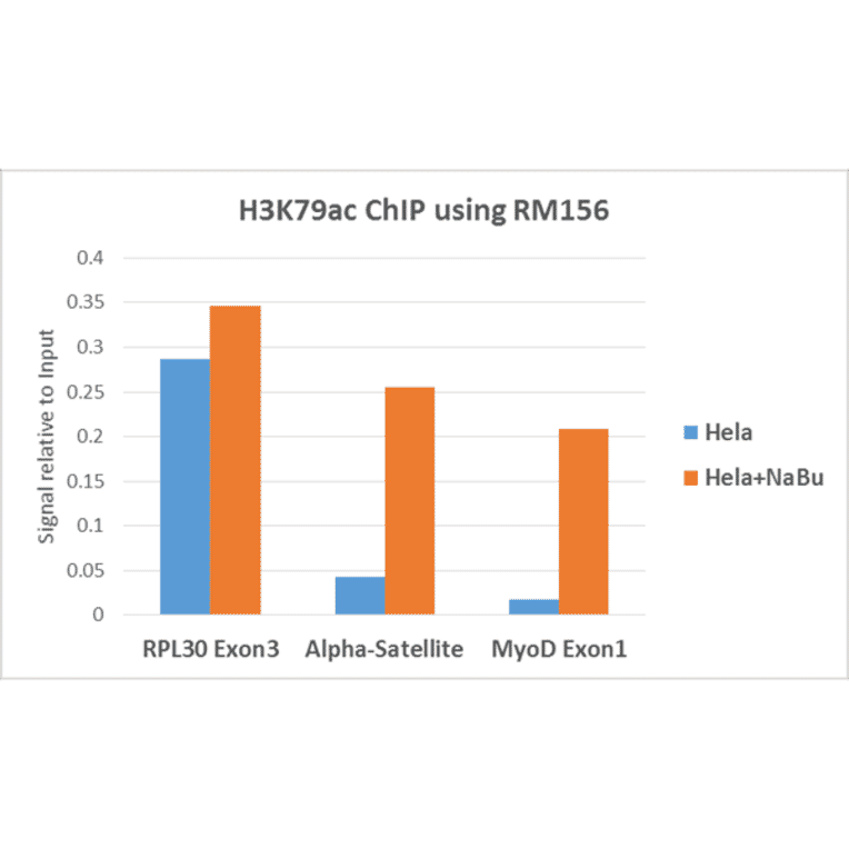 Chromatin Immunoprecipitation - Anti-Histone H3 (acetyl Lys79) Antibody [RM156] (A121208) - Antibodies.com