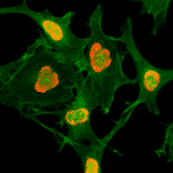 Immunocytochemistry - Anti-Histone H3 (acetyl Lys79) Antibody [RM156] (A121230) - Antibodies.com