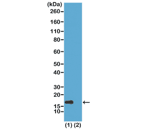 Western Blot - Anti-Histone H3 (acetyl Lys56) Antibody [RM179] (A121231) - Antibodies.com