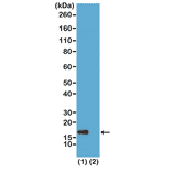 Western Blot - Anti-Histone H3 (acetyl Lys56) Antibody [RM179] (A121231) - Antibodies.com