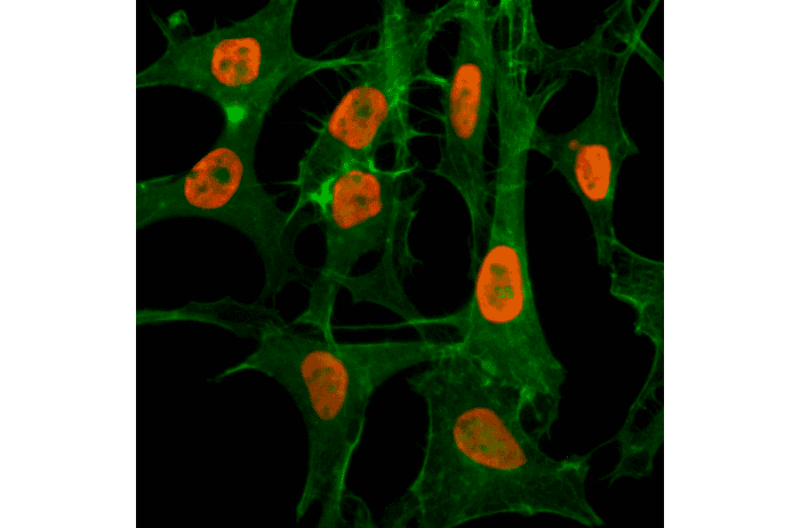 Immunocytochemistry - Anti-Histone H3 (acetyl Lys56) Antibody [RM179] (A121224) - Antibodies.com