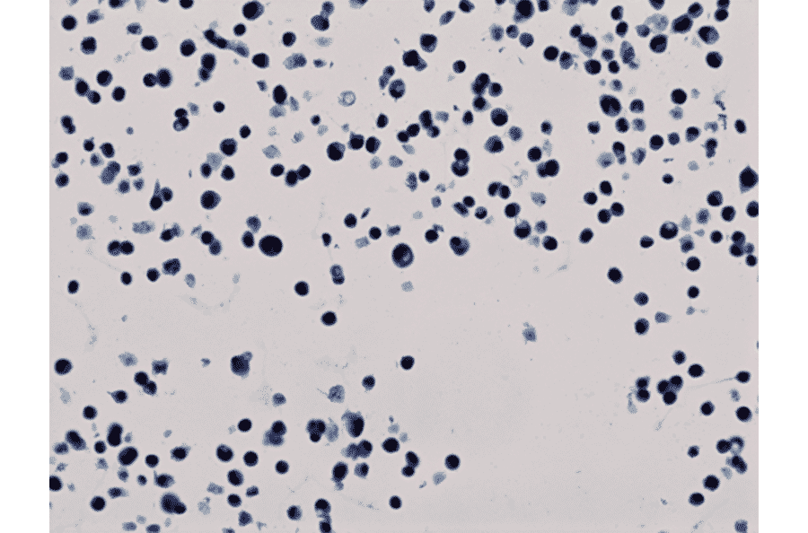 Immunohistochemistry - Anti-Histone H3 (acetyl Lys56) Antibody [RM179] (A121231) - Antibodies.com