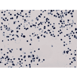 Immunohistochemistry - Anti-Histone H3 (acetyl Lys56) Antibody [RM179] (A121231) - Antibodies.com