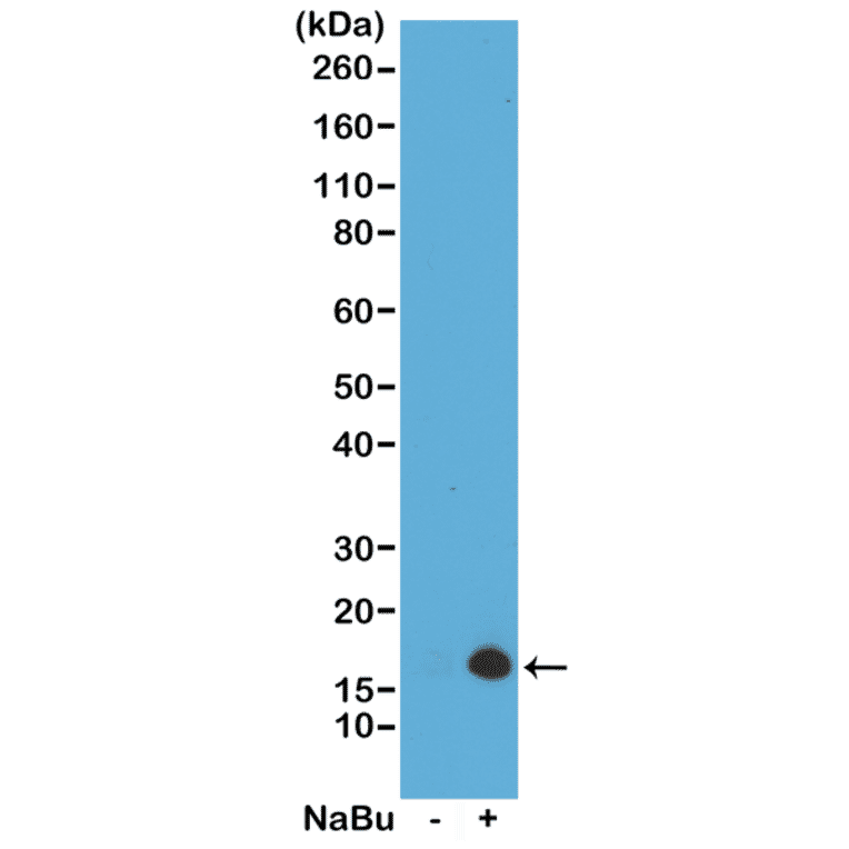 Western Blot - Anti-Histone H3 (acetyl Lys4) Antibody [RM149] (A121232) - Antibodies.com