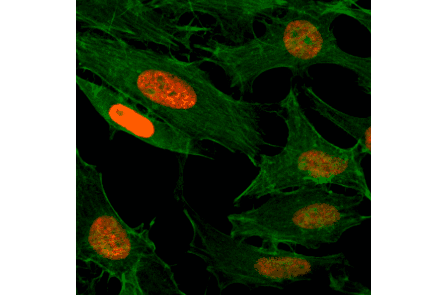 Immunocytochemistry - Anti-Histone H3 (acetyl Lys4) Antibody [RM149] (A121209) - Antibodies.com