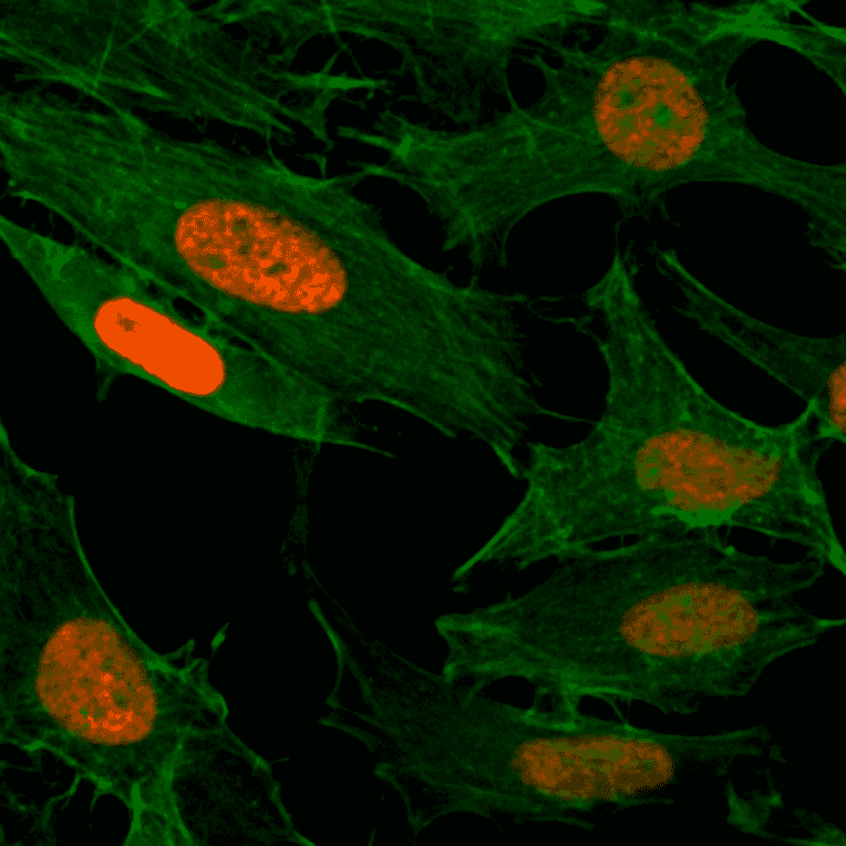 Immunocytochemistry - Anti-Histone H3 (acetyl Lys4) Antibody [RM149] (A121209) - Antibodies.com