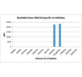 Multiplex Immunoassay - Anti-Histone H3 (acetyl Lys36) Antibody [RM154] (A121233) - Antibodies.com