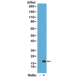 Western Blot - Anti-Histone H3 (acetyl Lys36) Antibody [RM154] (A121233) - Antibodies.com