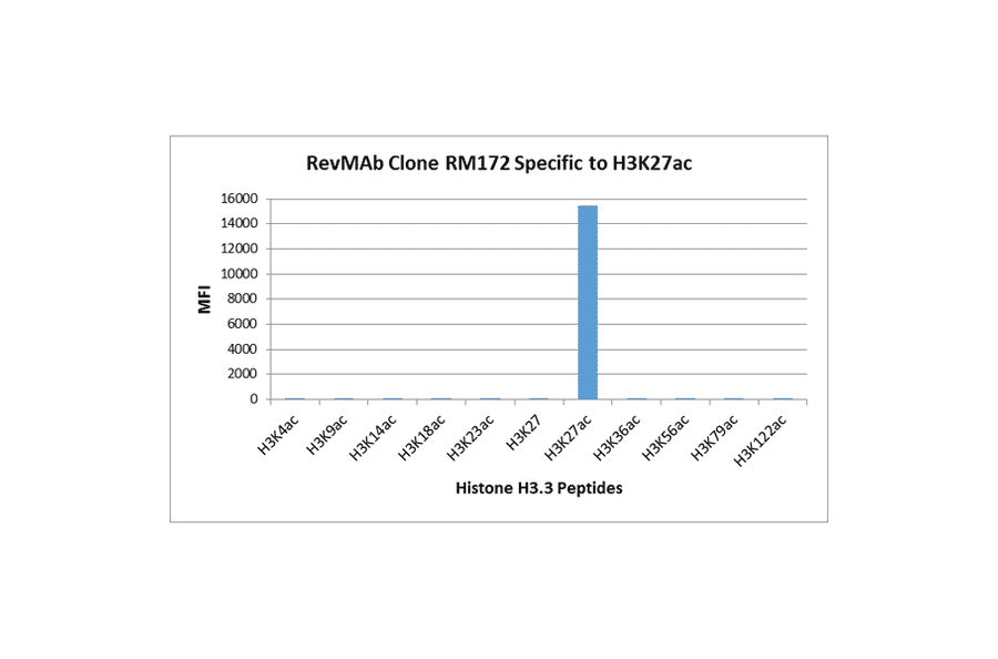 Multiplex Immunoassay - Anti-Histone H3 (acetyl Lys27) Antibody [RM172] (A121234) - Antibodies.com