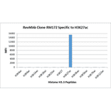 Multiplex Immunoassay - Anti-Histone H3 (acetyl Lys27) Antibody [RM172] (A121234) - Antibodies.com