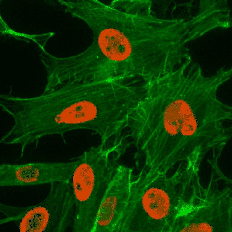 Immunocytochemistry - Anti-Histone H3 (acetyl Lys27) Antibody [RM172] (A121236) - Antibodies.com