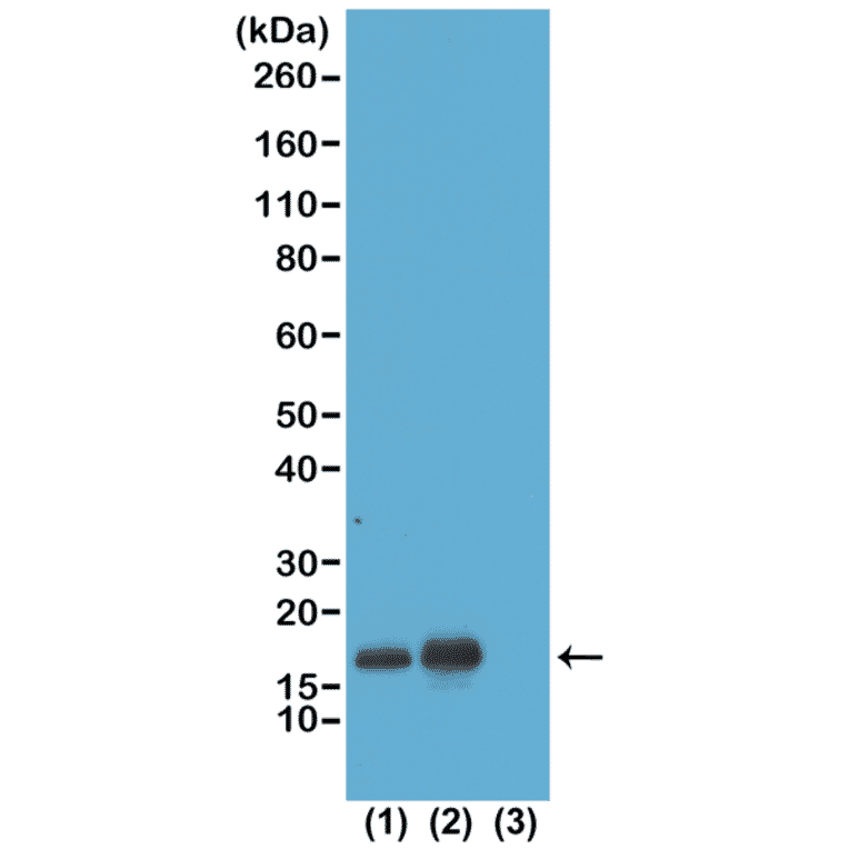 Western Blot - Anti-Histone H3 (acetyl Lys23) Antibody [RM169] (A121235) - Antibodies.com