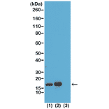 Western Blot - Anti-Histone H3 (acetyl Lys23) Antibody [RM169] (A121235) - Antibodies.com