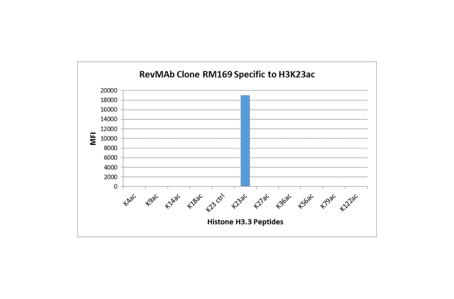Multiplex Immunoassay - Anti-Histone H3 (acetyl Lys23) Antibody [RM169] (A121235) - Antibodies.com