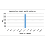 Multiplex Immunoassay - Anti-Histone H3 (acetyl Lys23) Antibody [RM169] (A121235) - Antibodies.com
