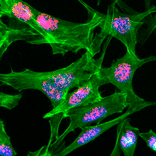 Immunocytochemistry - Anti-Histone H3 (acetyl Lys23) Antibody [RM169] (A121358) - Antibodies.com