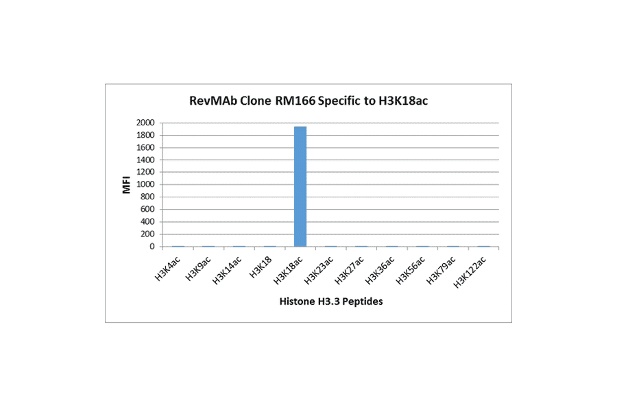 Multiplex Immunoassay - Anti-Histone H3 (acetyl Lys18) Antibody [RM166] (A121236) - Antibodies.com