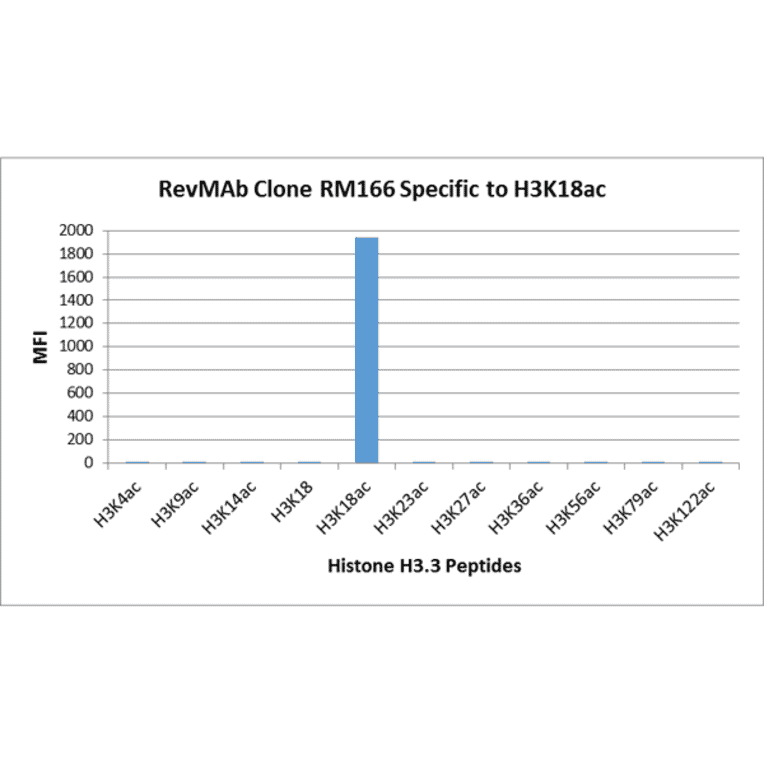 Multiplex Immunoassay - Anti-Histone H3 (acetyl Lys18) Antibody [RM166] (A121236) - Antibodies.com