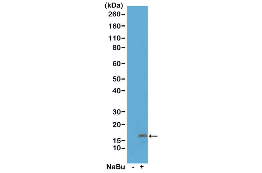 Western Blot - Anti-Histone H3 (acetyl Lys18) Antibody [RM166] (A121236) - Antibodies.com
