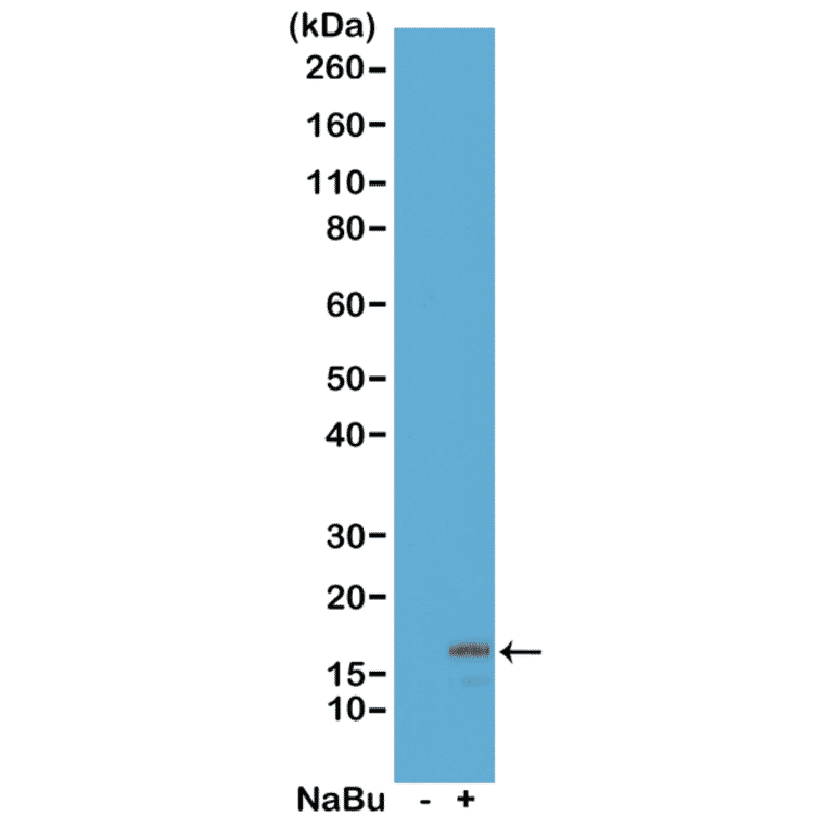 Western Blot - Anti-Histone H3 (acetyl Lys18) Antibody [RM166] (A121236) - Antibodies.com