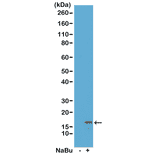 Western Blot - Anti-Histone H3 (acetyl Lys18) Antibody [RM166] (A121236) - Antibodies.com