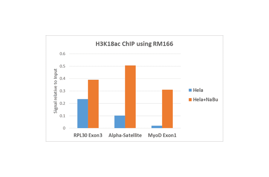 Chromatin Immunoprecipitation - Anti-Histone H3 (acetyl Lys18) Antibody [RM166] (A121229) - Antibodies.com