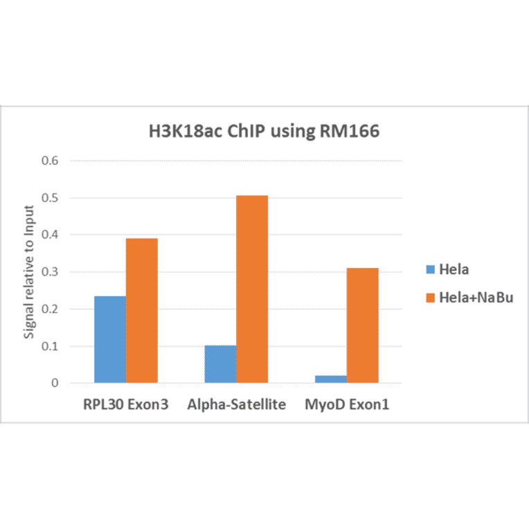 Chromatin Immunoprecipitation - Anti-Histone H3 (acetyl Lys18) Antibody [RM166] (A121229) - Antibodies.com