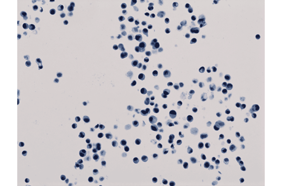 Immunohistochemistry - Anti-Histone H3 (acetyl Lys18) Antibody [RM166] (A121236) - Antibodies.com