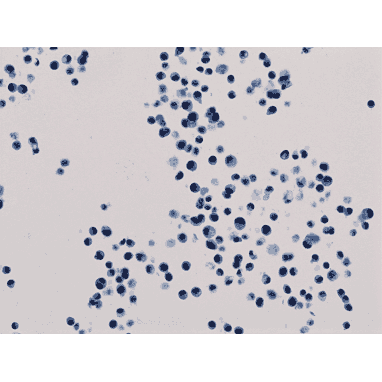Immunohistochemistry - Anti-Histone H3 (acetyl Lys18) Antibody [RM166] (A121236) - Antibodies.com