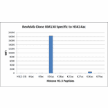 Multiplex Immunoassay - Anti-Histone H3 (acetyl Lys14) Antibody [RM130] (A121237) - Antibodies.com