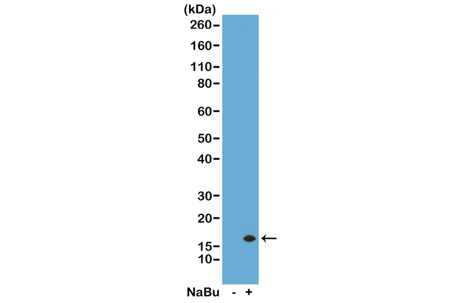 Western Blot - Anti-Histone H3 (acetyl Lys14) Antibody [RM130] (A121237) - Antibodies.com