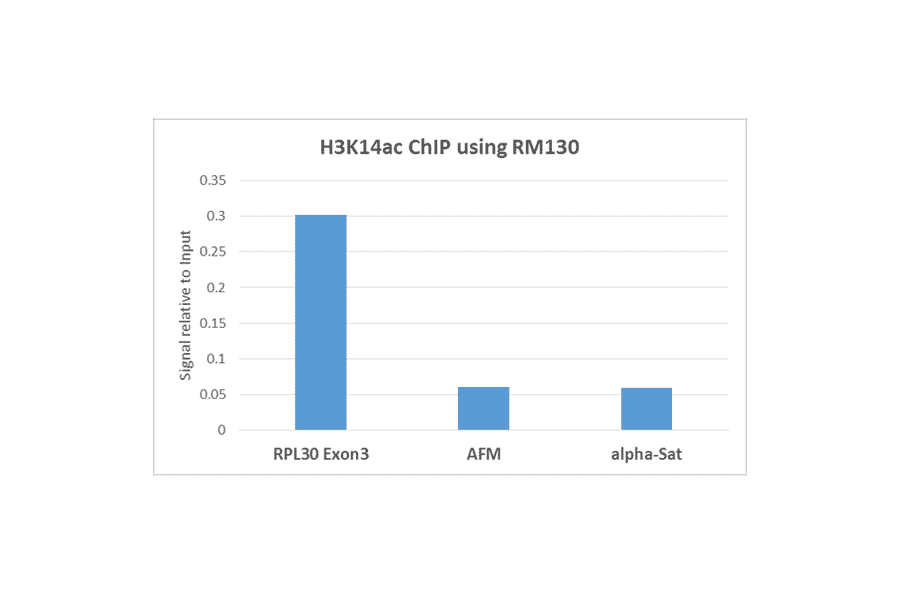 Chromatin Immunoprecipitation - Anti-Histone H3 (acetyl Lys14) Antibody [RM130] (A121278) - Antibodies.com