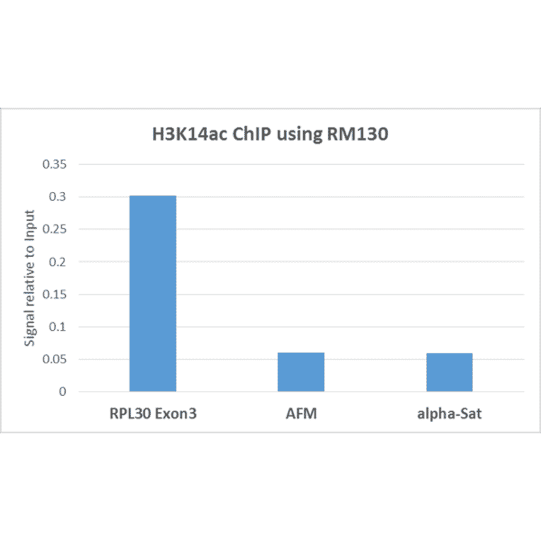 Chromatin Immunoprecipitation - Anti-Histone H3 (acetyl Lys14) Antibody [RM130] (A121278) - Antibodies.com