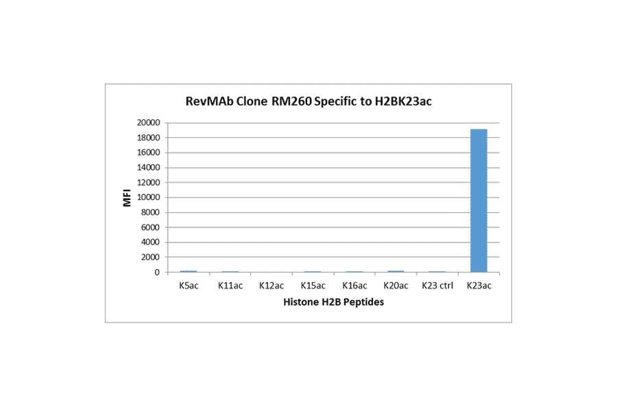 Multiplex Immunoassay - Anti-Histone H2B (acetyl Lys23) Antibody [RM260] (A121239) - Antibodies.com