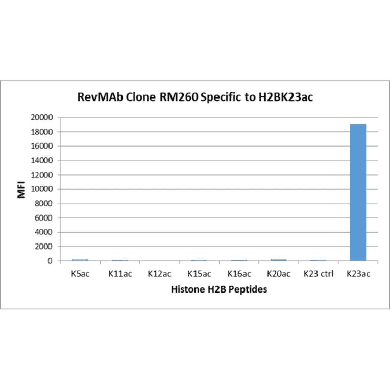 Multiplex Immunoassay - Anti-Histone H2B (acetyl Lys23) Antibody [RM260] (A121239) - Antibodies.com
