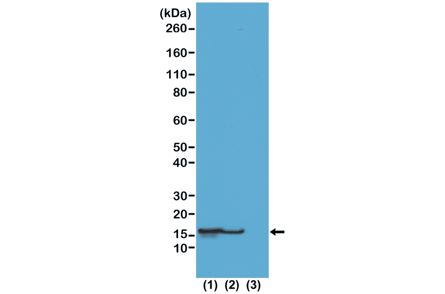 Western Blot - Anti-Histone H2B (acetyl Lys23) Antibody [RM260] (A121239) - Antibodies.com