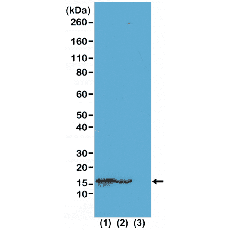 Western Blot - Anti-Histone H2B (acetyl Lys23) Antibody [RM260] (A121239) - Antibodies.com