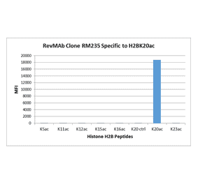 Multiplex Immunoassay - Anti-Histone H2B (acetyl Lys20) Antibody [RM235] (A121240) - Antibodies.com