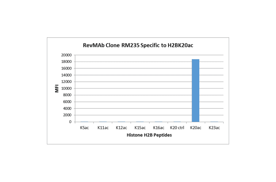 Multiplex Immunoassay - Anti-Histone H2B (acetyl Lys20) Antibody [RM235] (A121240) - Antibodies.com