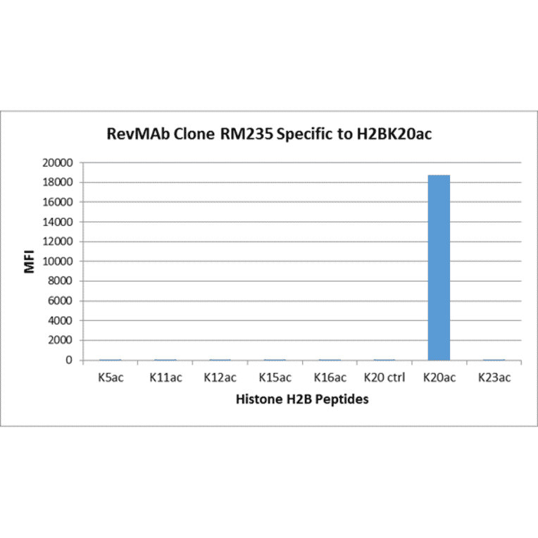 Multiplex Immunoassay - Anti-Histone H2B (acetyl Lys20) Antibody [RM235] (A121240) - Antibodies.com