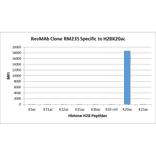 Multiplex Immunoassay - Anti-Histone H2B (acetyl Lys20) Antibody [RM235] (A121240) - Antibodies.com