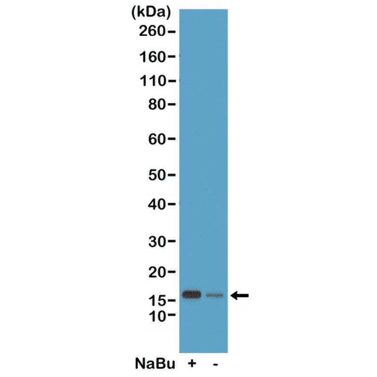 Western Blot - Anti-Histone H2B (acetyl Lys20) Antibody [RM235] (A121240) - Antibodies.com
