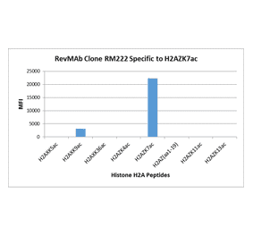 Multiplex Immunoassay - Anti-Histone H2A.Z (acetyl Lys7) Antibody [RM222] (A121241) - Antibodies.com