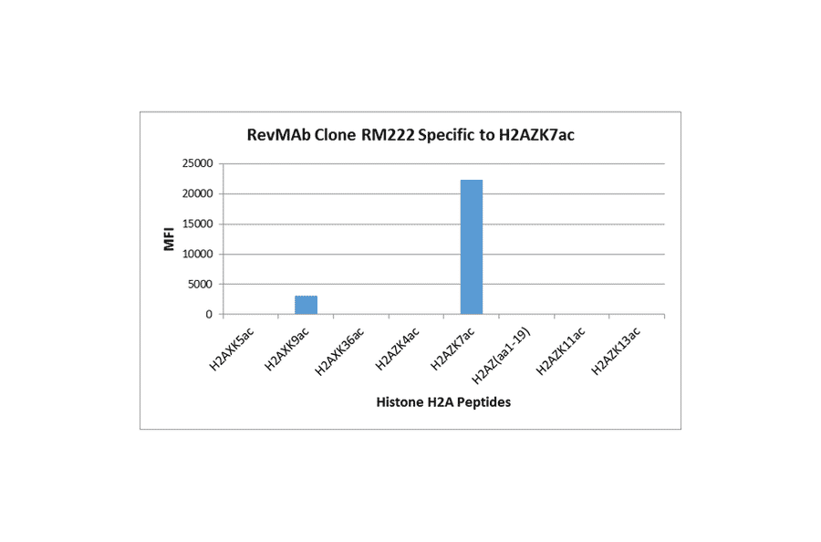 Multiplex Immunoassay - Anti-Histone H2A.Z (acetyl Lys7) Antibody [RM222] (A121241) - Antibodies.com