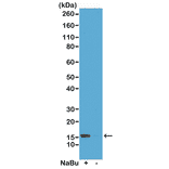Western Blot - Anti-Histone H2A.Z (acetyl Lys7) Antibody [RM222] (A121241) - Antibodies.com
