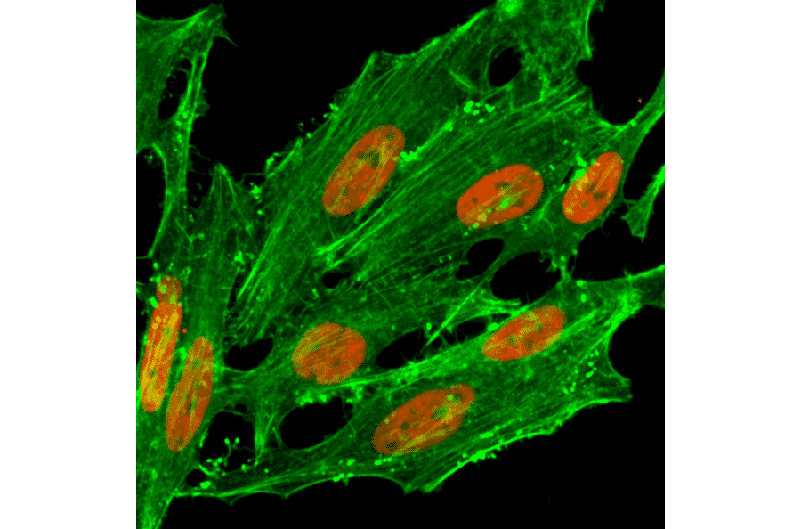 Immunocytochemistry - Anti-Histone H2A.Z (acetyl Lys7) Antibody [RM222] (A121242) - Antibodies.com