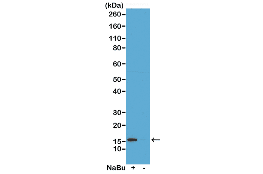 Western Blot - Anti-Histone H2A.Z (acetyl Lys4) Antibody [RM221] (A121242) - Antibodies.com