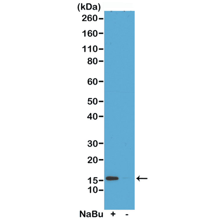 Western Blot - Anti-Histone H2A.Z (acetyl Lys4) Antibody [RM221] (A121242) - Antibodies.com